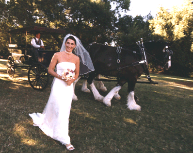 wedding dress & Clydesdale ride