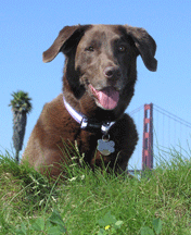 chocolate labrador retriever at san Francisco golden gate